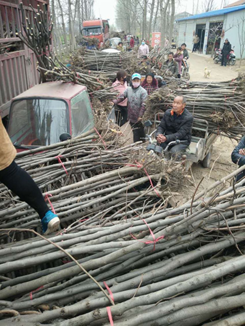 點擊查看詳細信息<br>標題：果樹-柿子樹 閱讀次數：3379